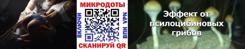 Купить  Рошаль  Галлюциногенные грибы Psilocybe 